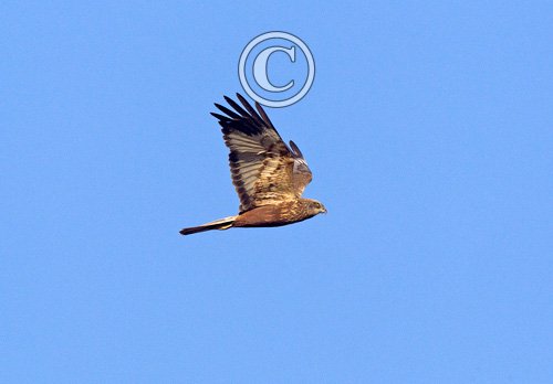 Marsh Harrier 3
